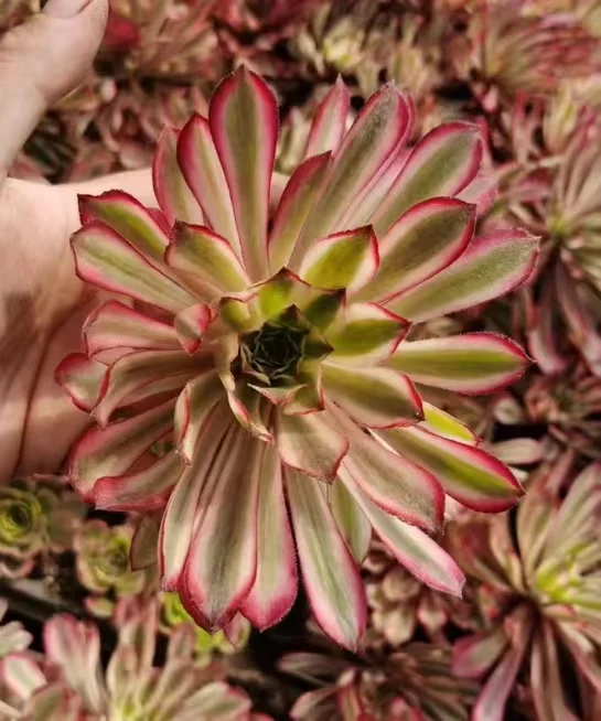 21. fairy ink   single head and cutting / Aeonium / Succulent plants / Garden landscape / Carefully select healthy plants