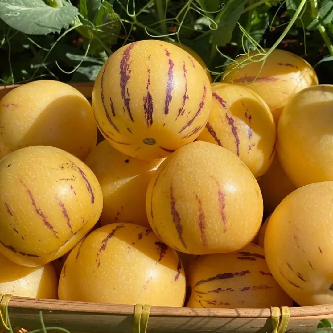 Pepino melon seeds, melon pear or sweet cucumber exotic fruit, ginseng fruit seeds