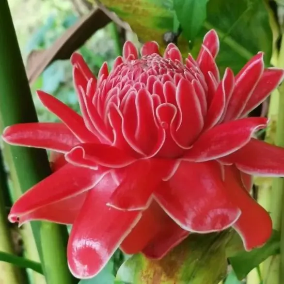 Porcelain rose seeds-Etlingera elatior-Torch Ginger