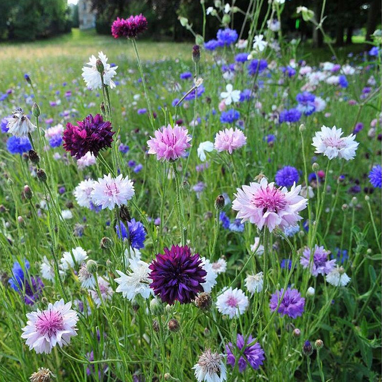 Cornflower / Bachelor Button Seeds - Frosty Mix - Ounce, Mixed, Flower Seeds, Eden Brothers