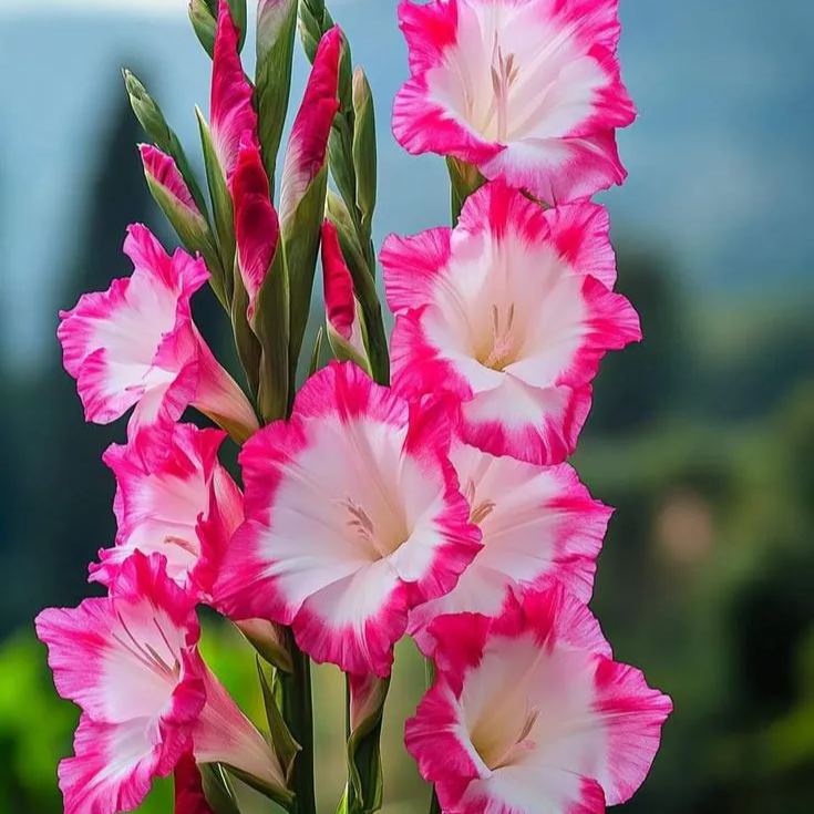 Bubblegum Bliss Gladiolus Corms🌺