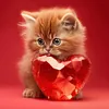 Love Dog Cat-Full Round Diamond Painting 30*30CM