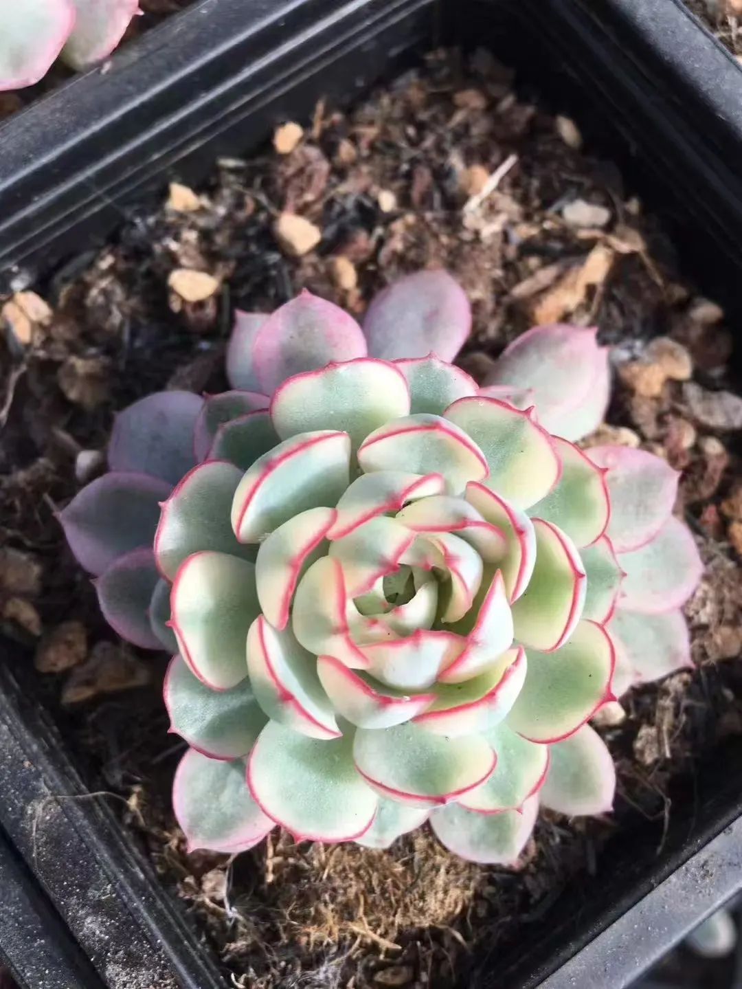 plant Aeonium Echeveria Haworthia  Caudex  Lithops Cactus  Agave 