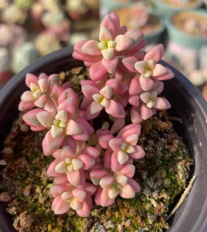 457.Echeveria   Egret var. 4-5cm/ Echeveria / Succulent plants / Garden landscape / Carefully select healthy plants