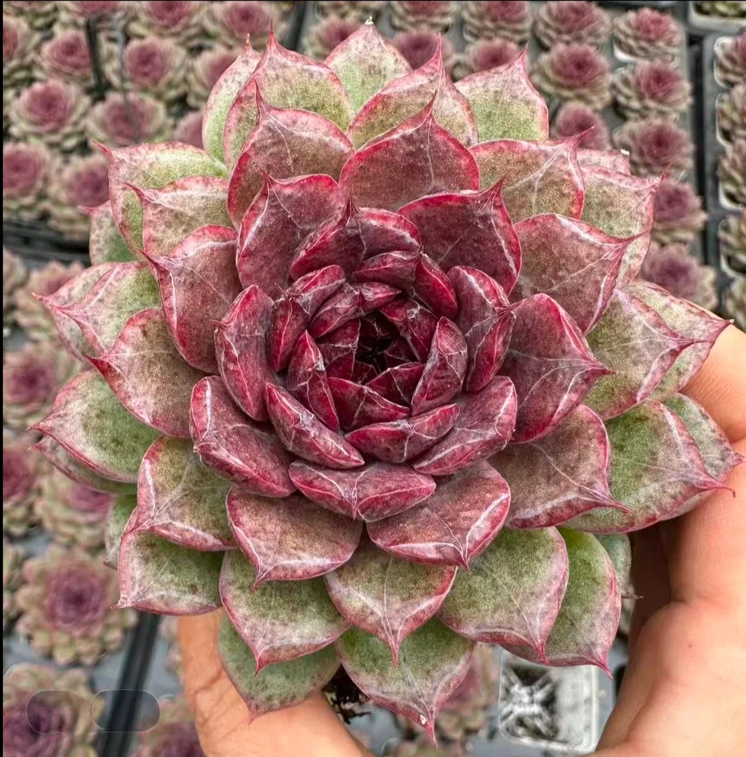 plant Aeonium Echeveria Haworthia  Caudex  Lithops Cactus  Agave 