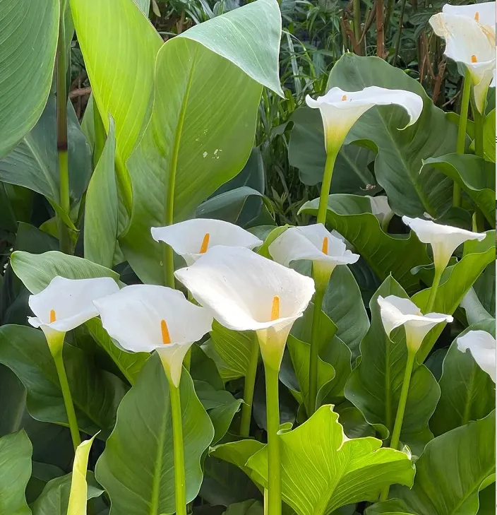 Calla Lily Bulbs – The Magical Bloom That Never Fails