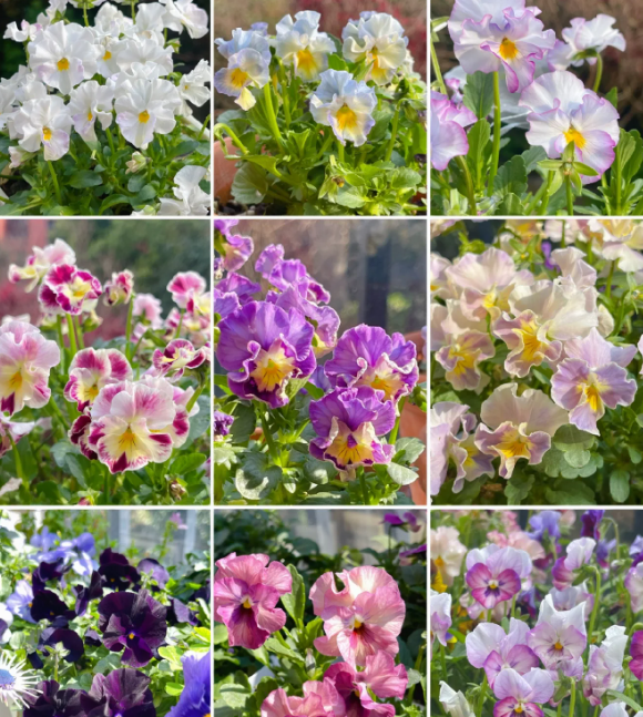💐 Pansy Winter Elf Series - I Miss You Endlessly