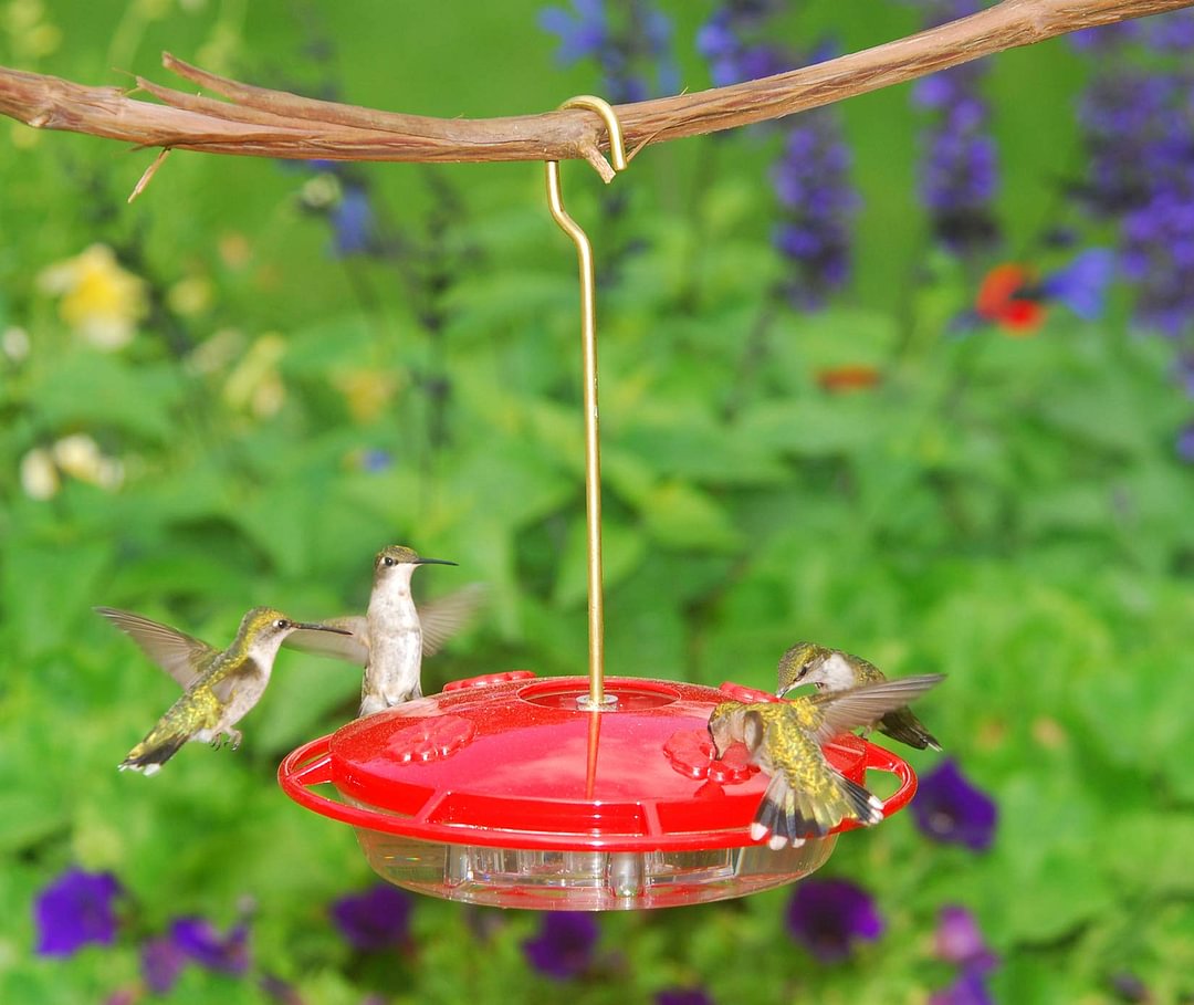 Hanging Hummingbird Feeder🐦