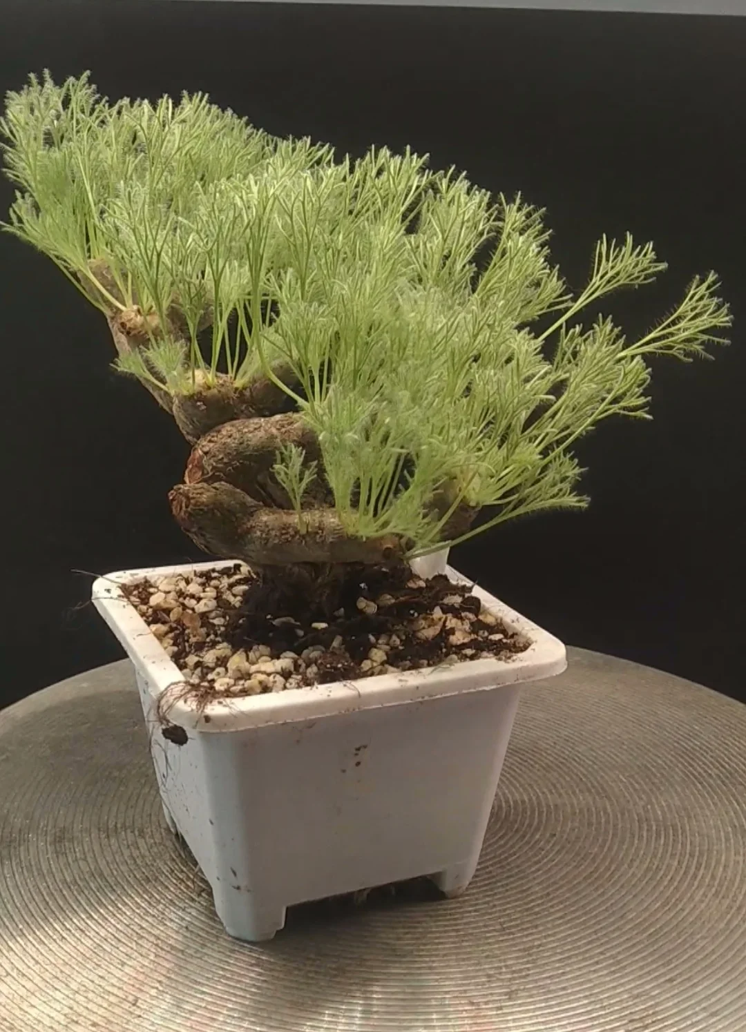 plant Aeonium Echeveria Haworthia  Caudex  Lithops Cactus  Agave 