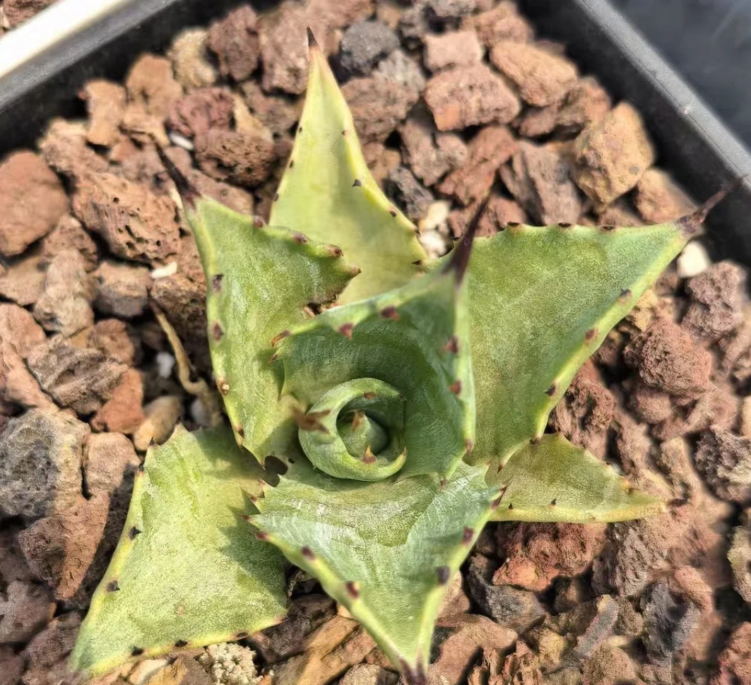 plant Aeonium Echeveria Haworthia  Caudex  Lithops Cactus  Agave 