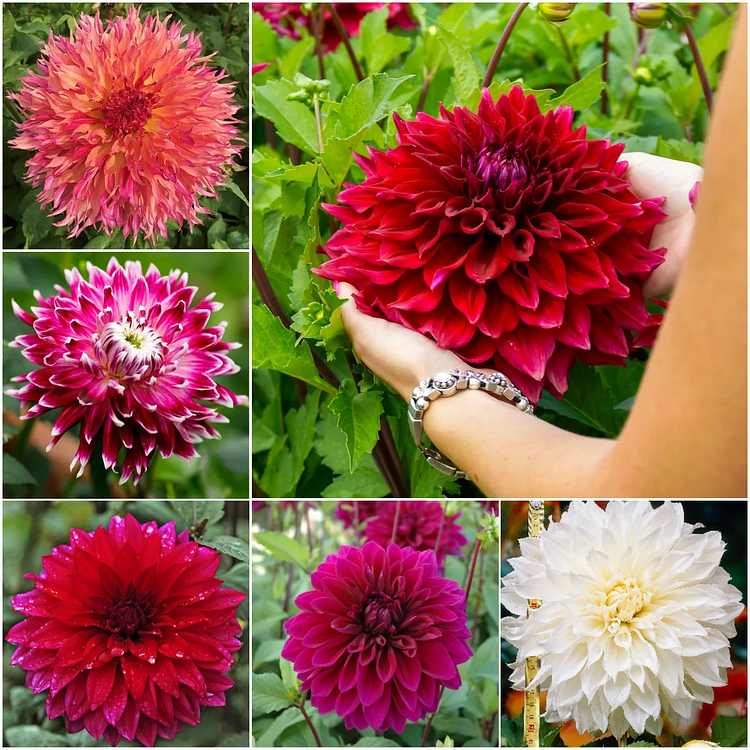 🌸 Exclusive Selection: Large-Flowered Dahlia Seeds