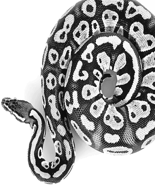 

Black And White Royal Python – Paint By Numbers - 40*50CM, 501 Original