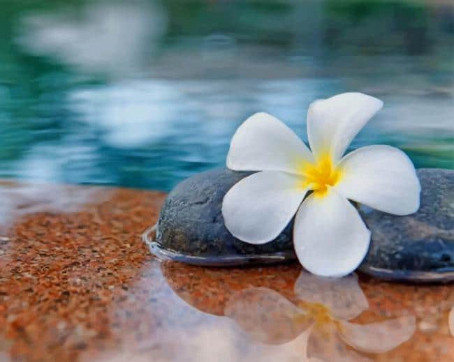 

Plumeria Flower In Water – Paint By Numbers - 40*50CM, 501 Original