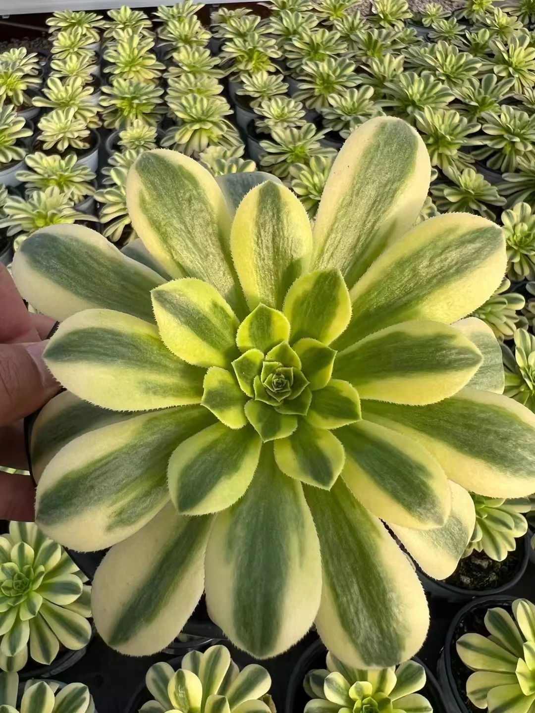 33.  Gold jade  single head and cutting  / Aeonium / Succulent plants / Garden landscape / Carefully select healthy plants
