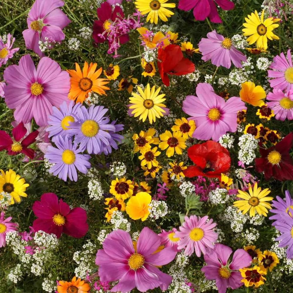 The Enchanted Garden - Premium Flower Seeds Package - Perennial JONY PARK