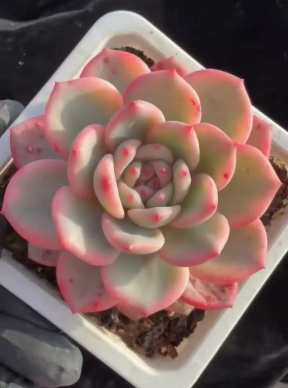 plant Aeonium Echeveria Haworthia  Caudex  Lithops Cactus  Agave 