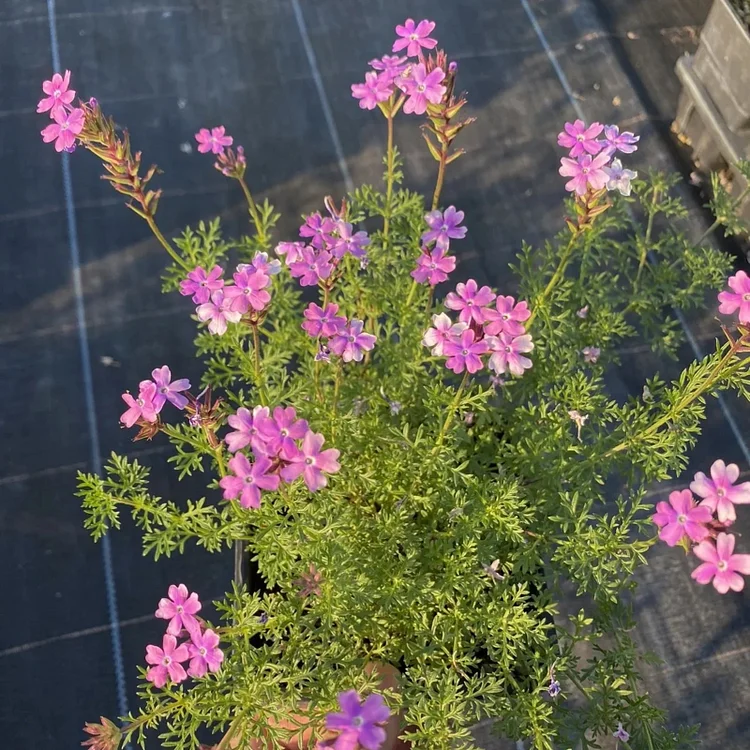 Spring New😍Moss Verbena(South American Mock Vervain)