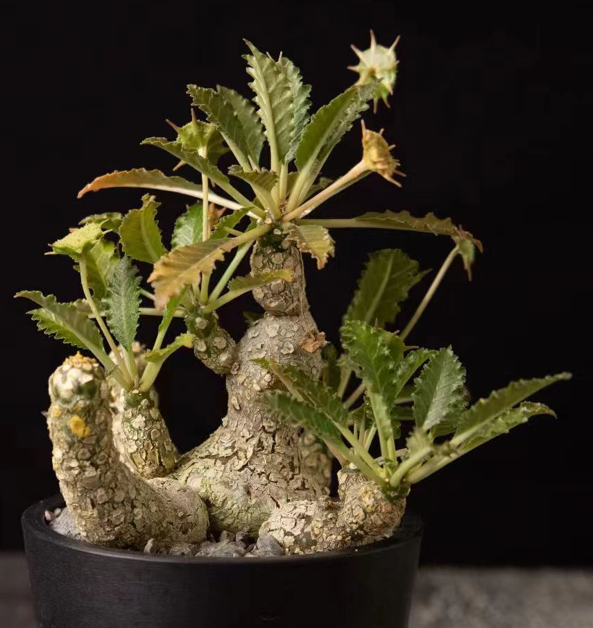 920. Dorstenia horwoodii 2-2.5cm/Caudex/Succulent plants/Garden landscape / Carefully select healthy plants