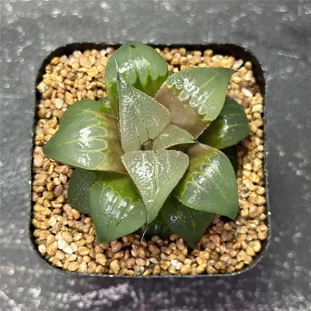 bjbm59.Haworthia Badia Kobiotori 4-5cm / Haworthia/ Succulent plants / Garden landscape / Carefully select healthy plants