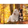 uk.everydayedeals (Limited Stock)Diamond Painting - Full Square - Shepherd