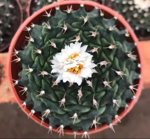 583. Obregonia./Cactus plants / Succulent plants / Garden landscape / Carefully select healthy plants