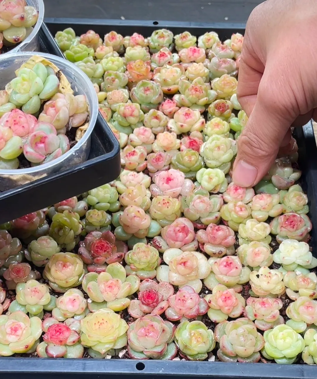 plant Aeonium Echeveria Haworthia  Caudex  Lithops Cactus  Agave 