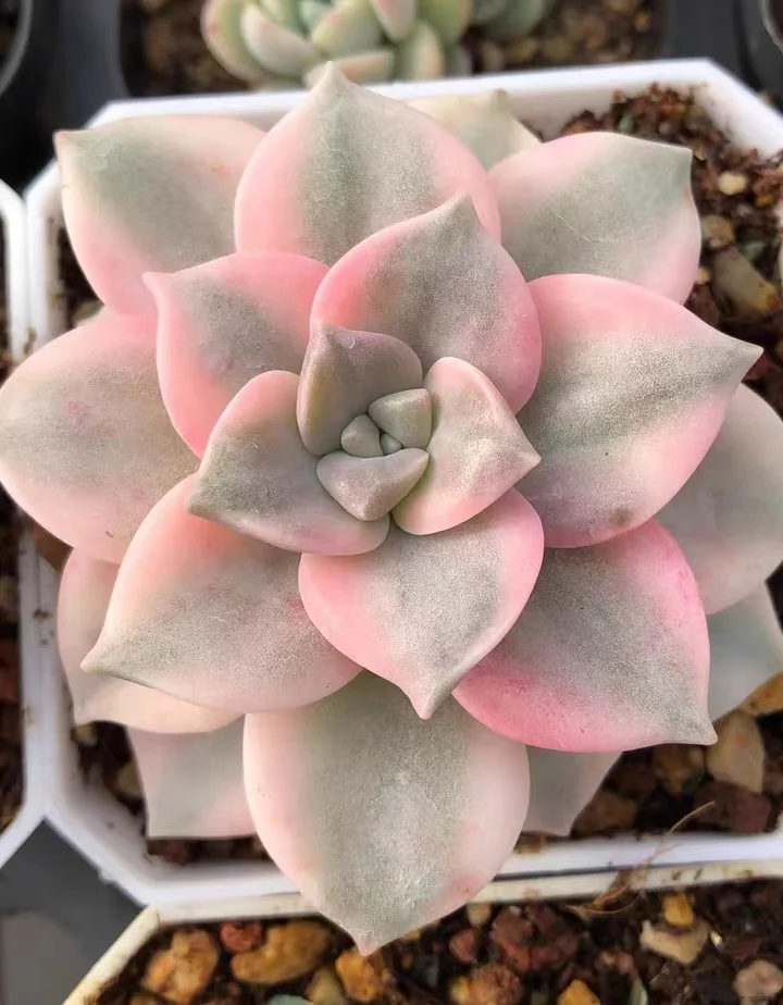 300.Purple delight brocade  single head 4-5cm/ Echeveria / Succulent plants / Garden landscape / Carefully select healthy plants