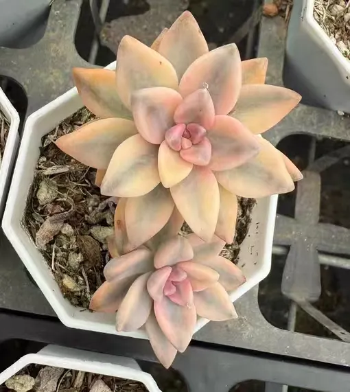 plant Aeonium Echeveria Haworthia  Caudex  Lithops Cactus  Agave 