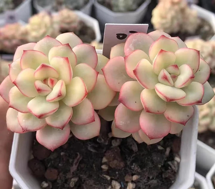 plant Aeonium Echeveria Haworthia  Caudex  Lithops Cactus  Agave 