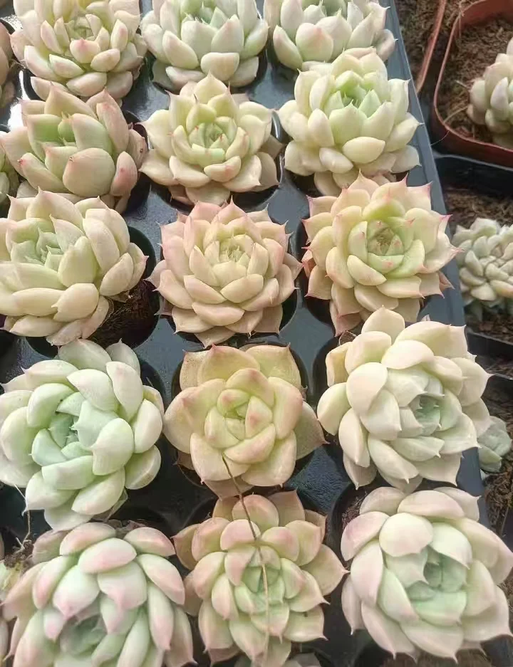 plant Aeonium Echeveria Haworthia  Caudex  Lithops Cactus  Agave 