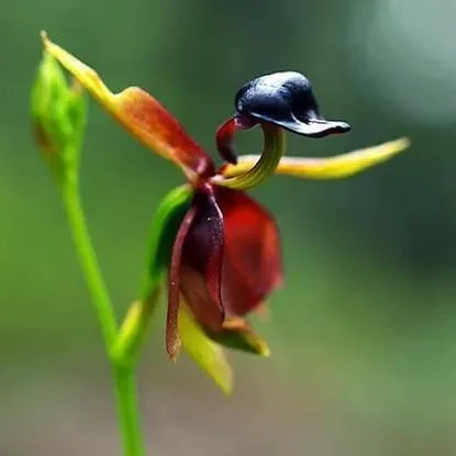 Fliegende Entenorchidee – seltener Blumensamen