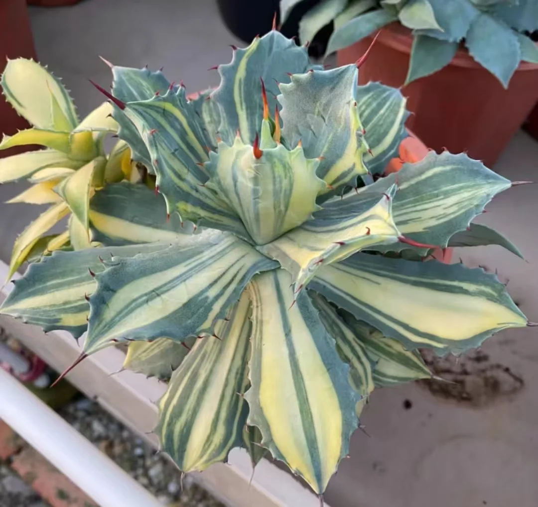 plant Aeonium Echeveria Haworthia  Caudex  Lithops Cactus  Agave 