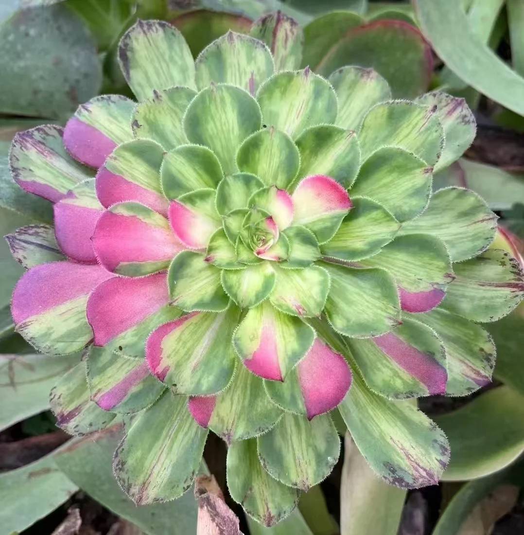 plant Aeonium Echeveria Haworthia  Caudex  Lithops Cactus  Agave 