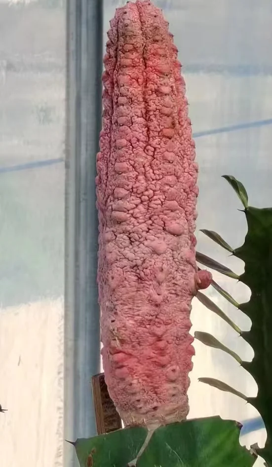 plant Aeonium Echeveria Haworthia  Caudex  Lithops Cactus  Agave 