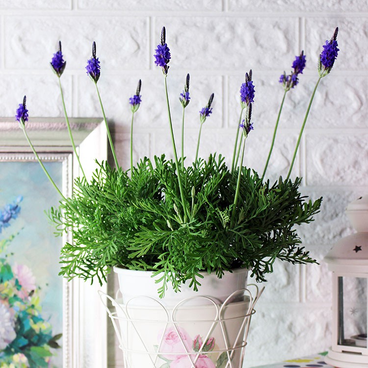 羽葉薰衣草｜無農藥｜準備開花｜附肥料｜白色盆｜香草植物/香料植物/防蚊植物/防蟲植物/香草| 蝦皮購物