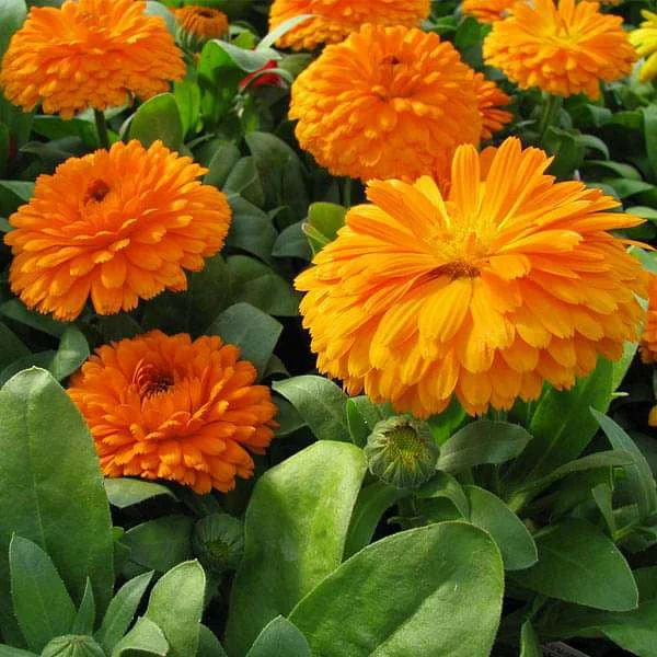 Dried Edible Flowers - Calendula Flowers, Orange