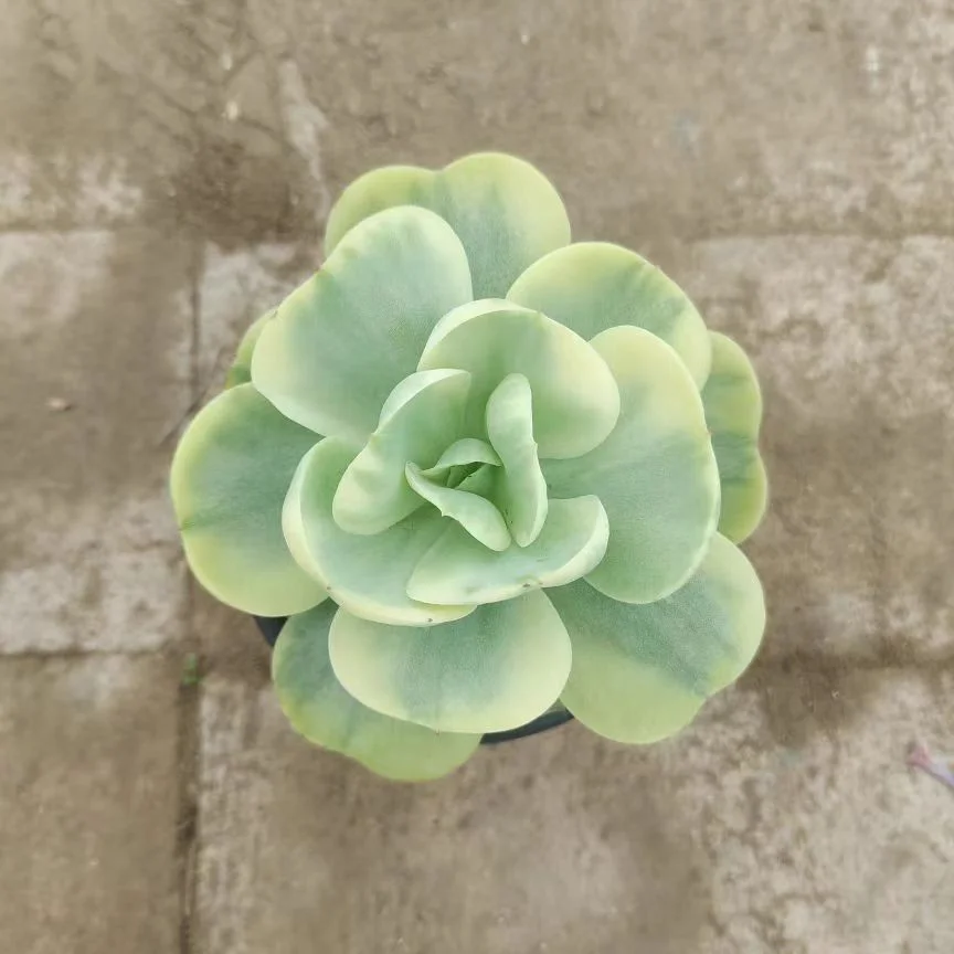 plant Aeonium Echeveria Haworthia  Caudex  Lithops Cactus  Agave 