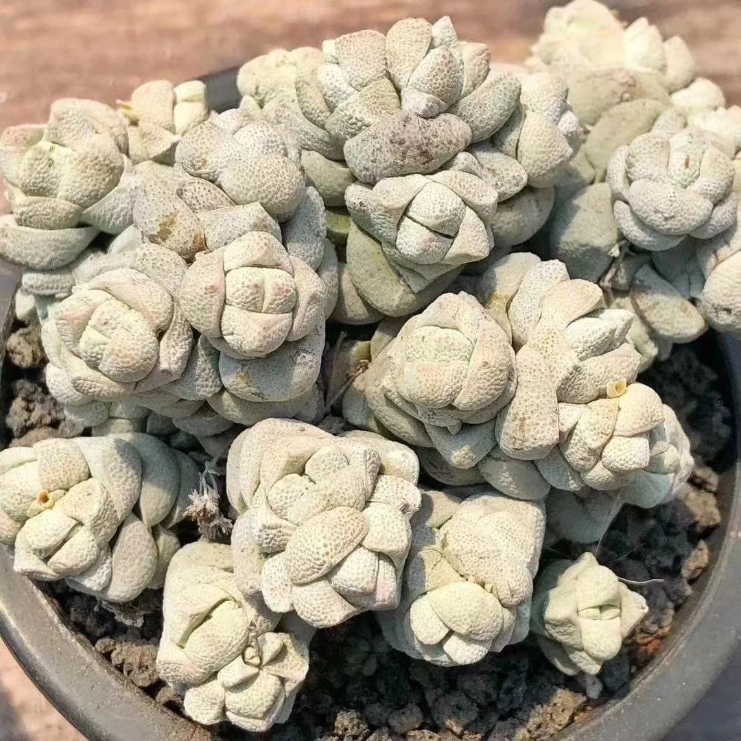 plant Aeonium Echeveria Haworthia  Caudex  Lithops Cactus  Agave 