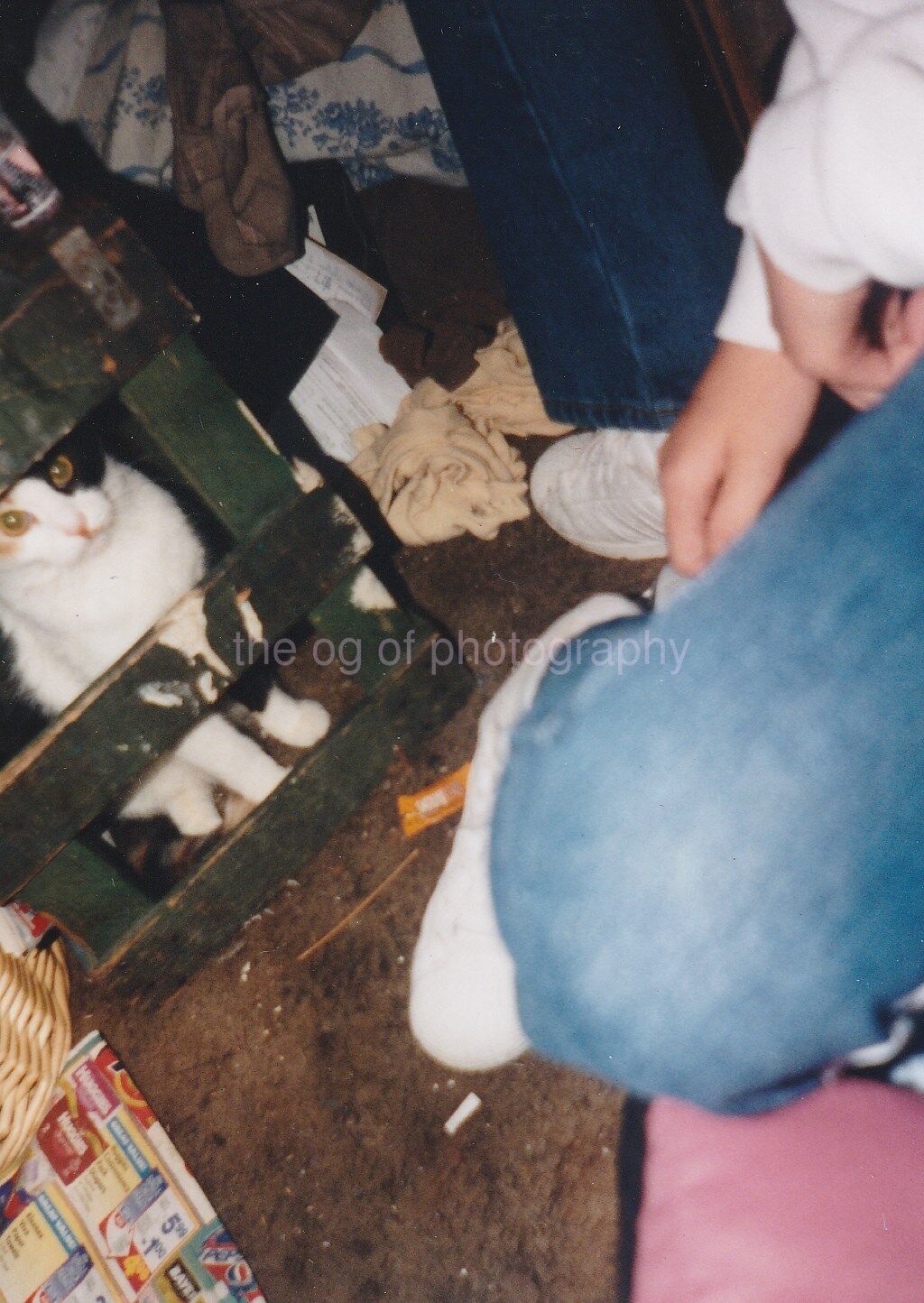 Cat Legs FOUND Photo Poster paintingGRAPH ColorOriginal Snapshot VINTAGE 87 16 R