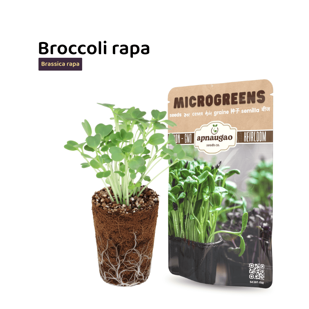 Broccoli Rapa Microgreens Seeds &ndash; Spicy, Nutritious & Fast-Growing