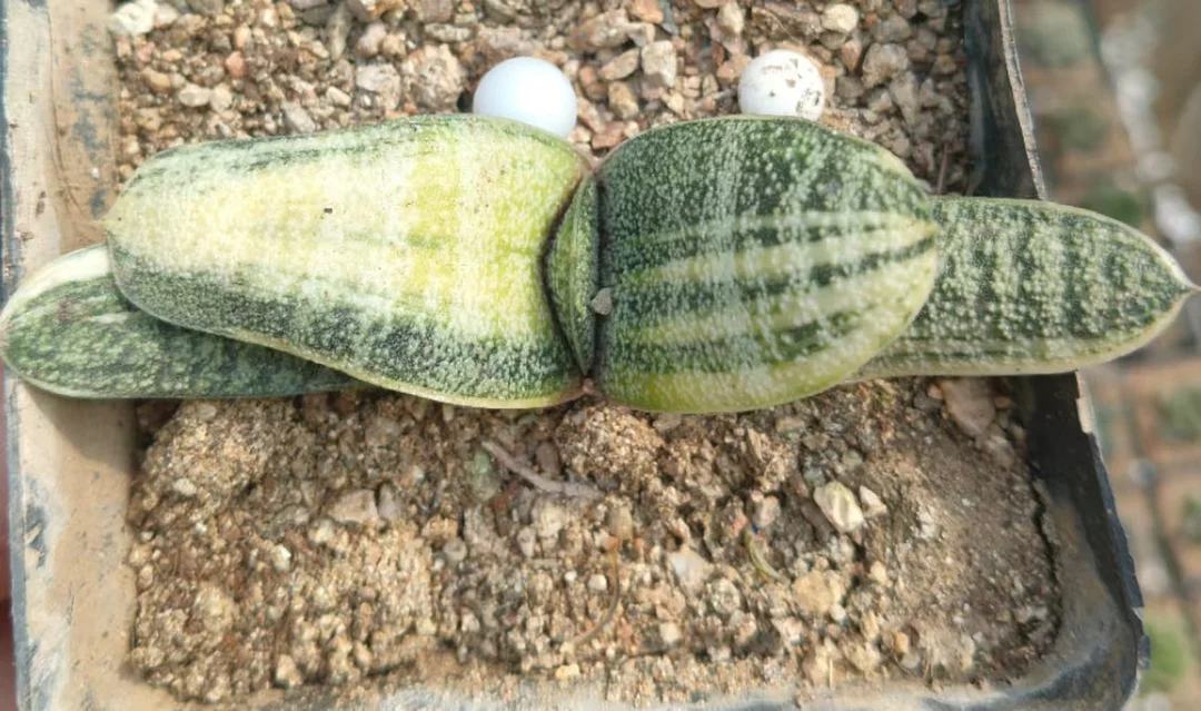 onestock.Gasteriea armstrongii f.variegata 7cm/ Haworthia/ Succulent plants / Garden landscape / Carefully select healthy plants