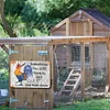 [Big Size]Chicken Some Days You Just Have To Say Cluck It And Walk Away - Vintage Metal Signs - 30*40cm - Warning