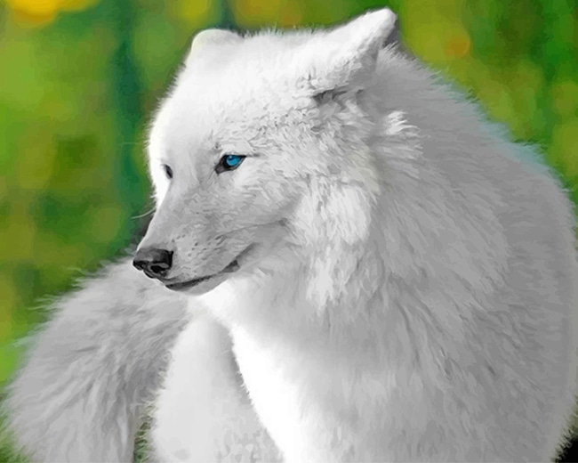 

White Cute Wolf – Paint By Numbers - 40*50CM, 501 Original