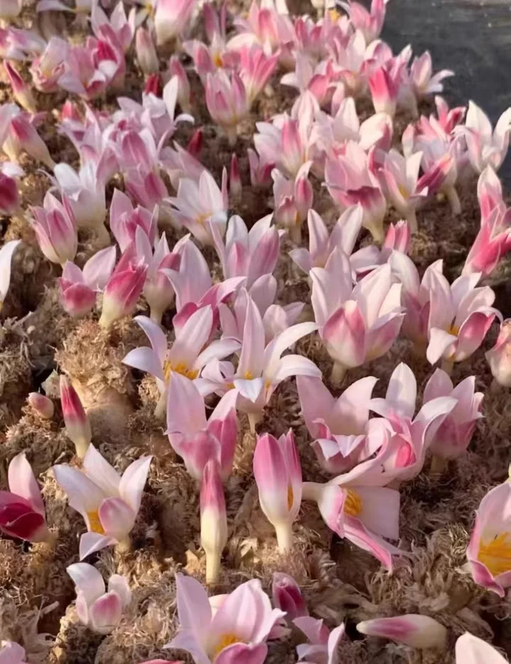 797. Gethyllis grandifloama  2.5-3cm  / Caudex  / Succulent plants / Garden landscape / Carefully select healthy plants