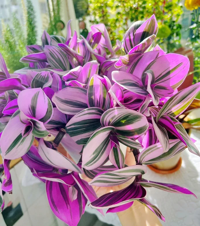 Tradescantia nanouk beautiful online plant