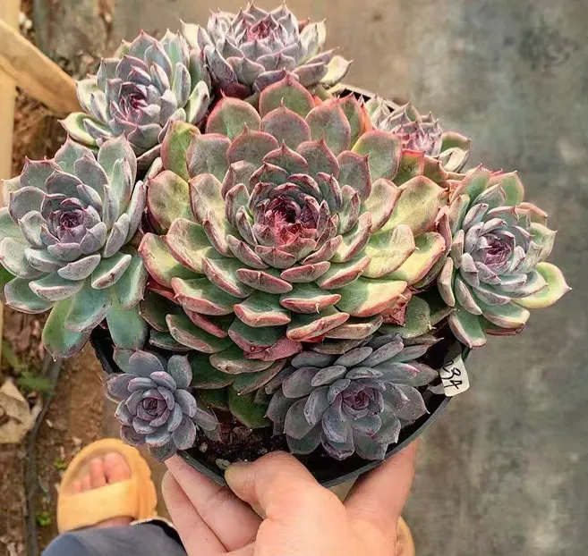 plant Aeonium Echeveria Haworthia  Caudex  Lithops Cactus  Agave 
