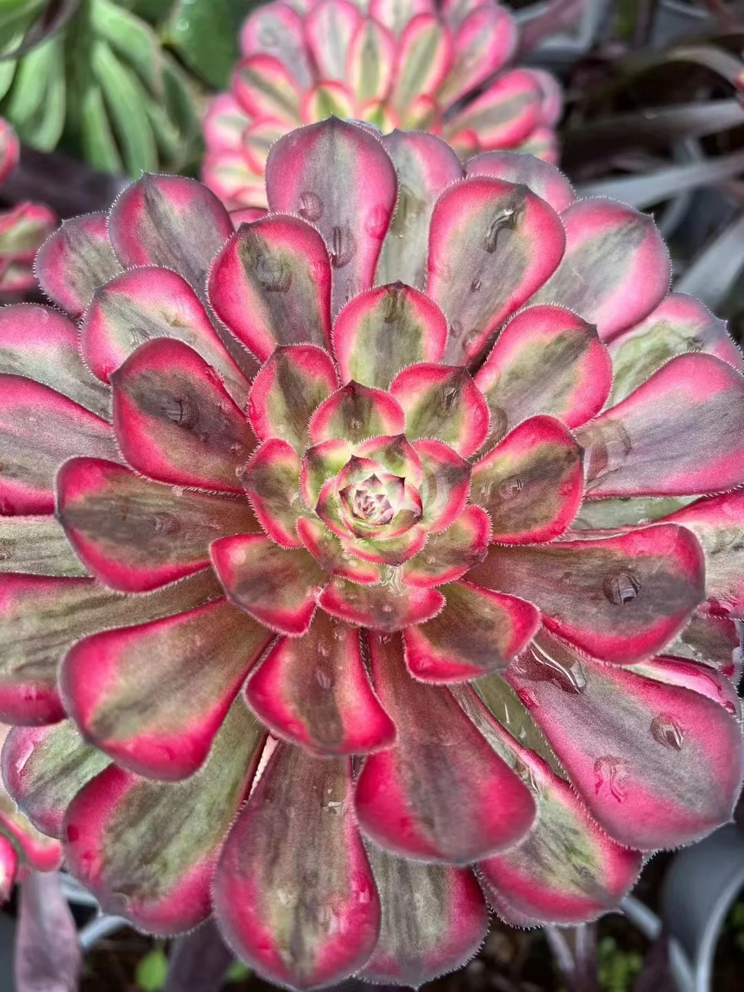 616 . White moonlight  single head and cutting/ Aeonium plants / Garden landscape / Carefully select healthy plants