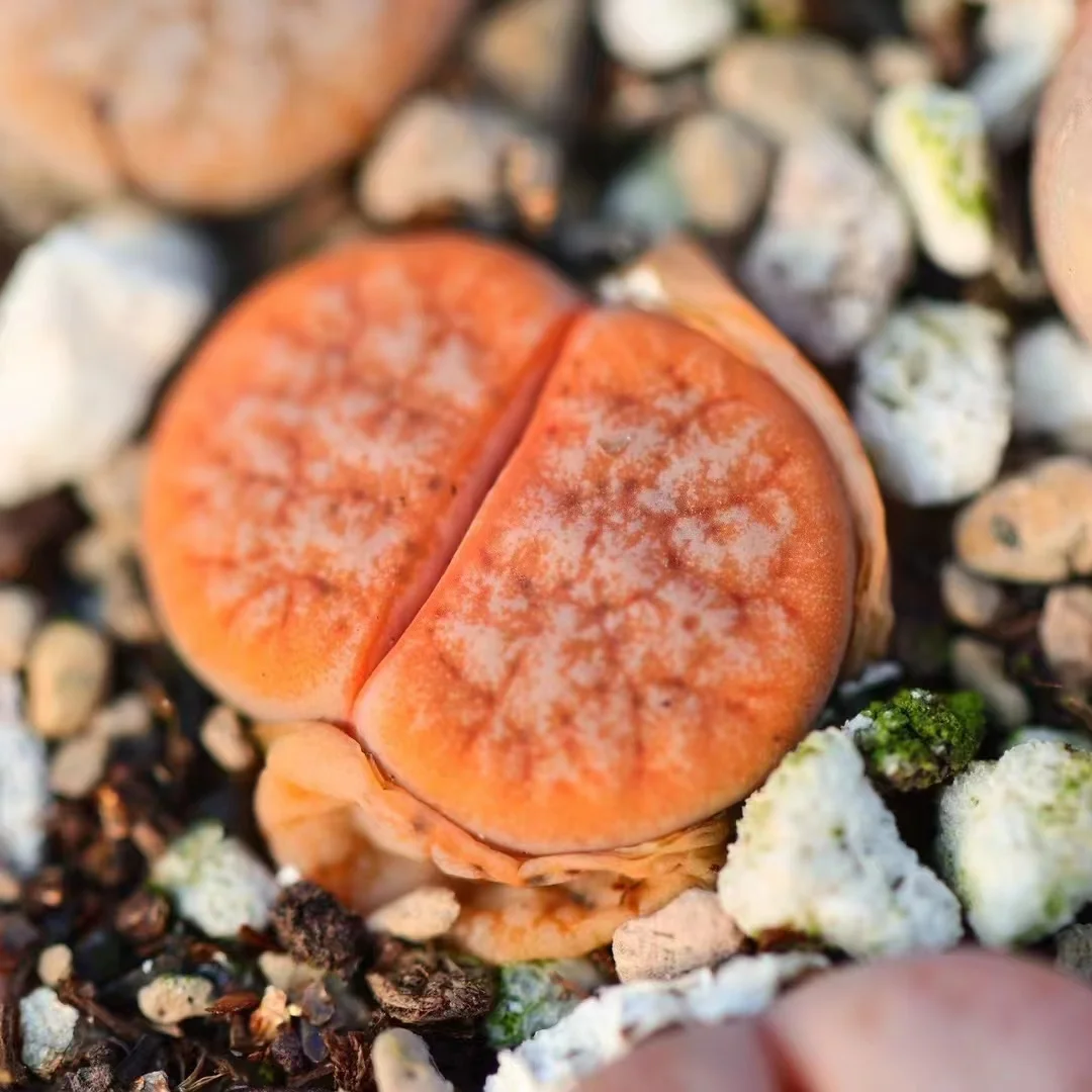 plant Aeonium Echeveria Haworthia  Caudex  Lithops Cactus  Agave 