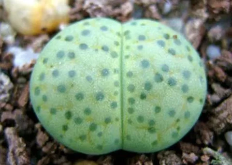 plant Aeonium Echeveria Haworthia  Caudex  Lithops Cactus  Agave 