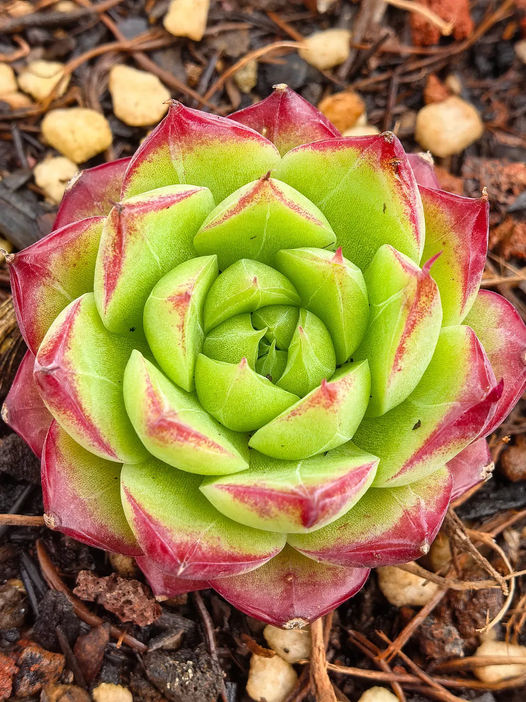plant Aeonium Echeveria Haworthia  Caudex  Lithops Cactus  Agave 